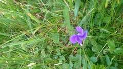 Gentianeae