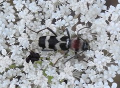 Chlorophorus trifasciatus