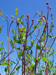 Apocynum venetum