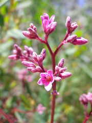 Apocynum venetum