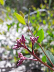 Apocynum venetum