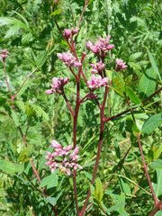 Apocynum venetum