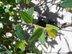 Apocynum venetum