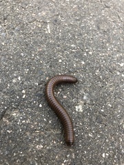 Narceus americanus