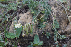 Oxytropis dasypoda
