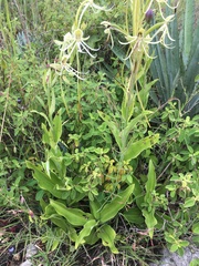 Habenaria macroceratitis