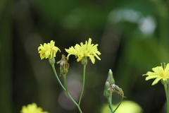 Crepis lampsanoides