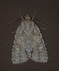 Acronicta exilis
