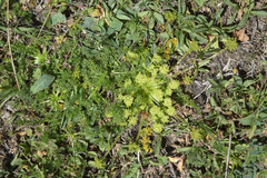 Chamaesciadium acaule