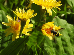 Chrysotoxum bicinctum