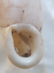 Albinaria contaminata