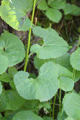 Dolichorrhiza caucasica