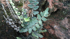 Astrolepis crassifolia
