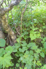 Dolichorrhiza caucasica