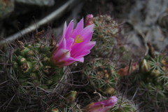 Mammillaria mazatlanensis