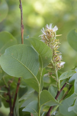 Salix pseudodepressa