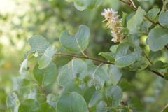 Salix pseudodepressa