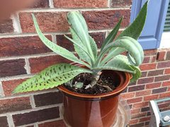 Kalanchoe gastonis-bonnieri