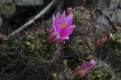 Mammillaria mazatlanensis