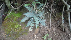Astrolepis crassifolia