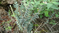 Astrolepis crassifolia