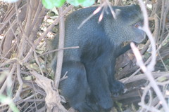 Cercopithecus mitis manyaraensis