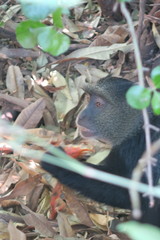 Cercopithecus mitis manyaraensis