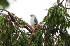 Accipiter poliocephalus