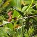 Lonchura tristissima - Photo (c) markus lilje, μερικά δικαιώματα διατηρούνται (CC BY-NC-ND), uploaded by markus lilje