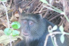 Cercopithecus mitis manyaraensis