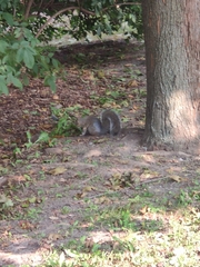 Sciurus carolinensis