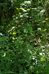 Crepis lampsanoides