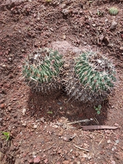 Echinofossulocactus crispatus