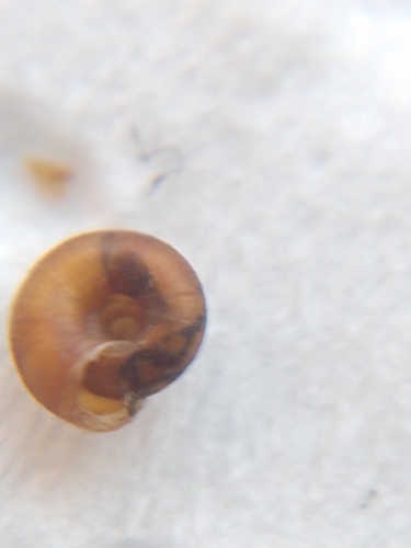 Dwarf Snail, Heybridge, Maldon, UK, photo 7 of 10