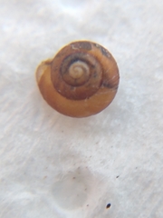 Punctum pygmaeum
