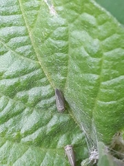 Agalliini