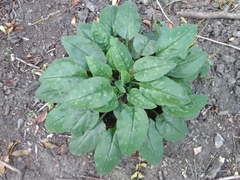 Pulmonaria officinalis