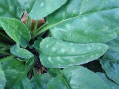 Pulmonaria officinalis
