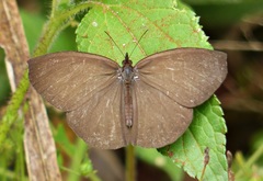 Godartiana muscosa