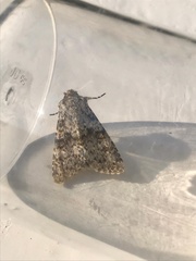 Polymixis flavicincta