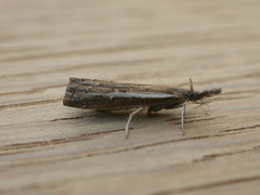 Ptochostola microphaeellus