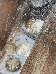 Latrodectus geometricus