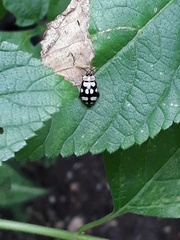 Alagoasa trifasciata