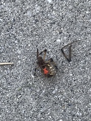 Latrodectus geometricus