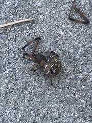 Latrodectus geometricus