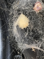 Latrodectus geometricus