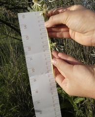 Habenaria macroceratitis