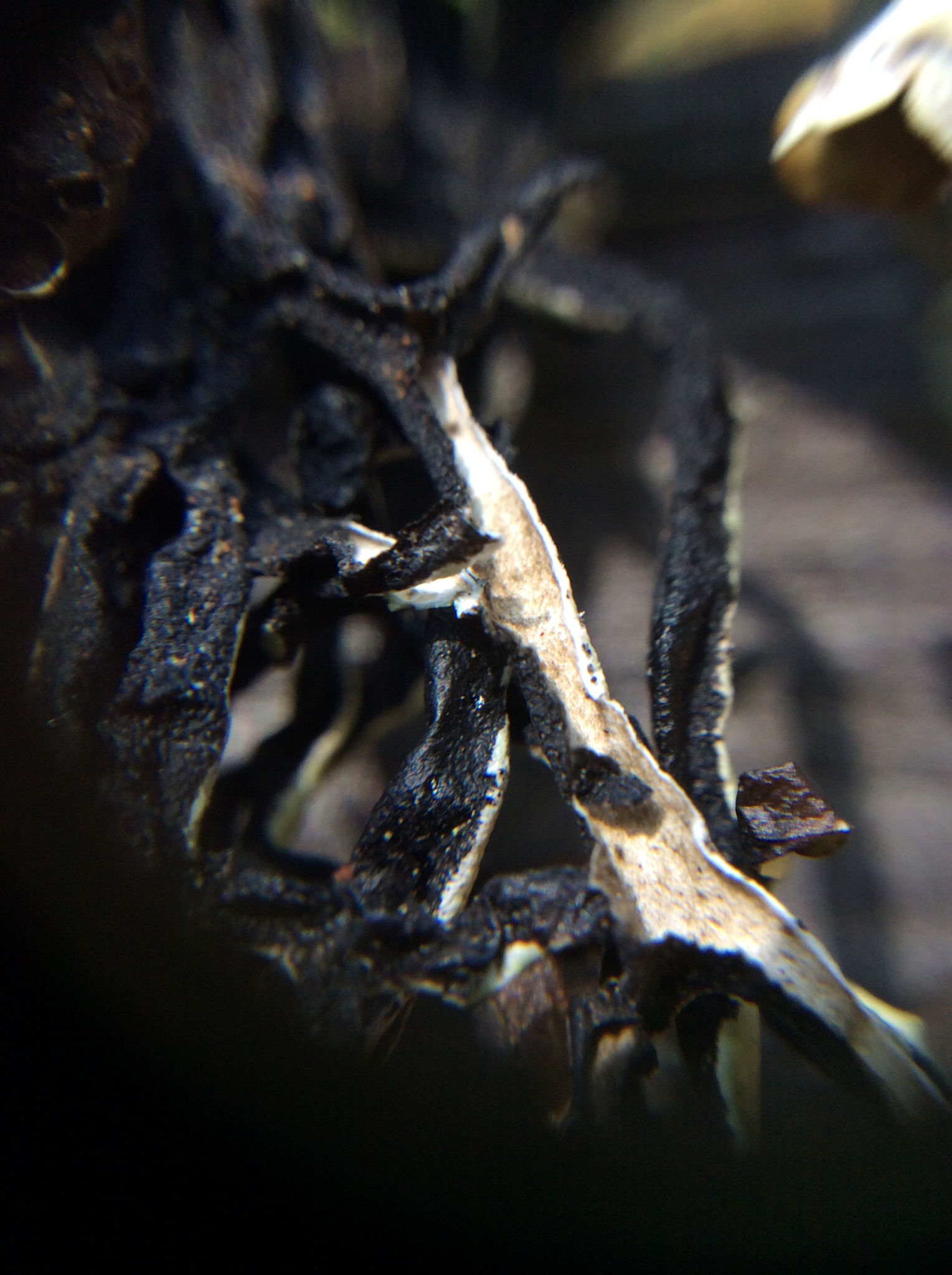 Hypogymnia image