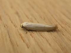 Oecophorinae