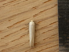 Oecophorinae